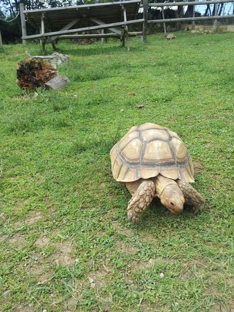 les tortues terrestres