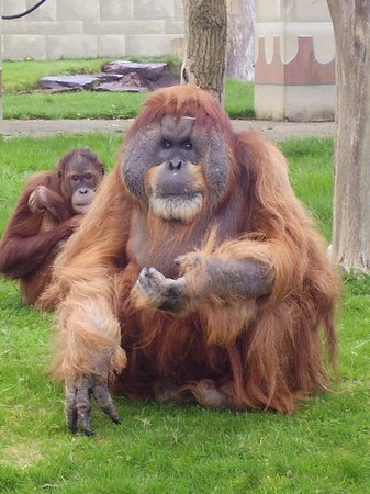 major l orang outan age