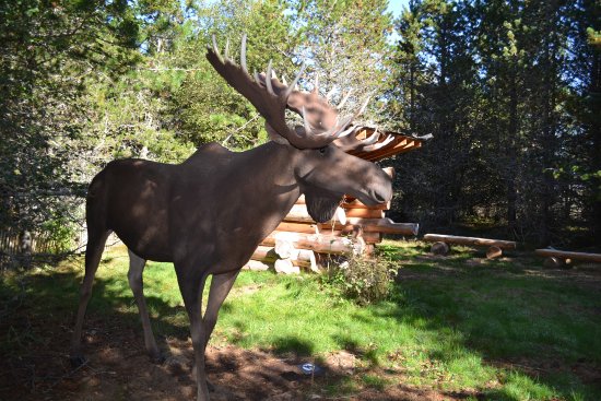 mammifere sur la derniere