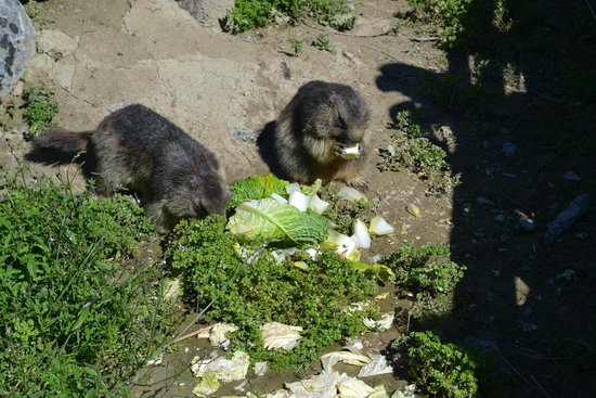 montagne aux marmottes
