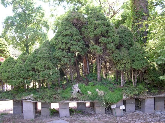 musee de bonsai
