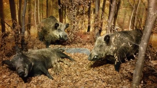 musee des mineraux et