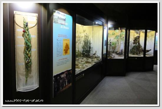 museum d histoire naturelle 1