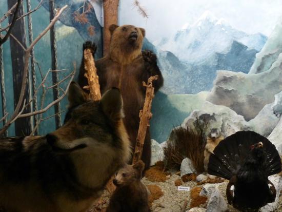 museum d histoire naturelle