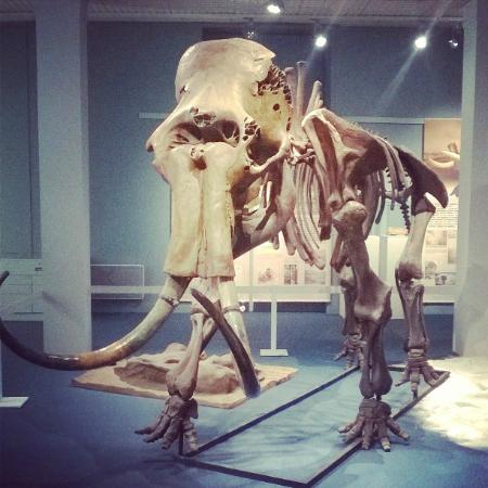 museum d historie naturelle