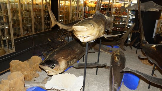 museum du coquillage