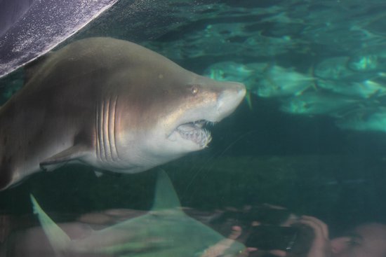 nausicaa centre national