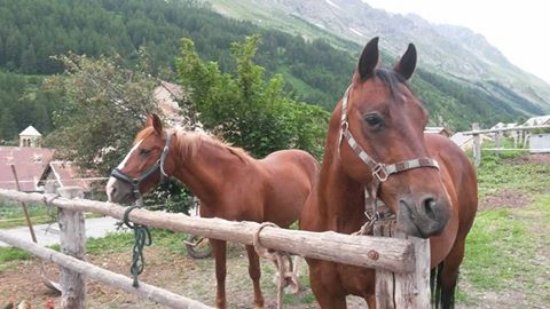 nos deux montures niut