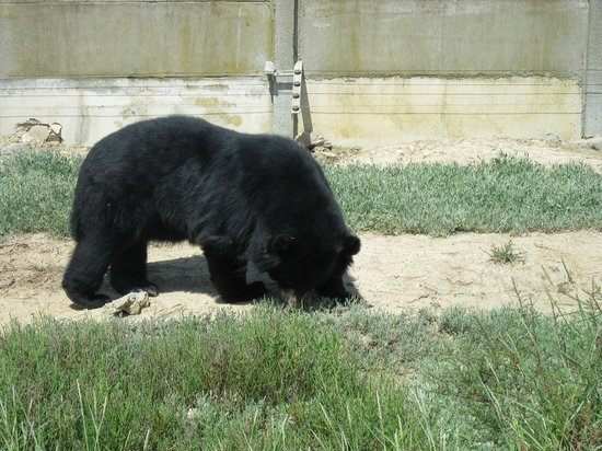 ours lors de la promenade