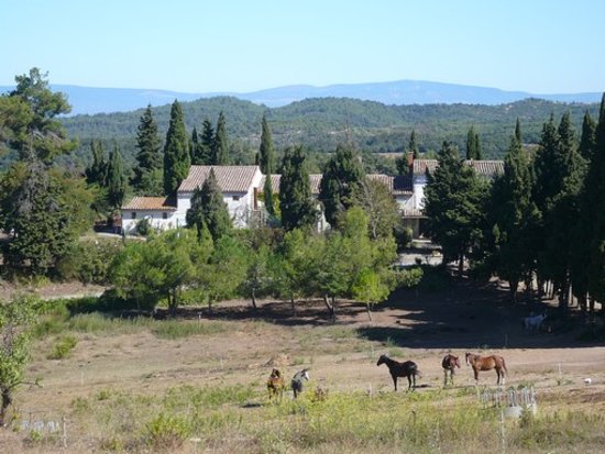 overview of the horse