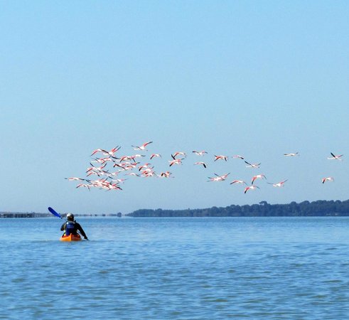 palavas kayak de mer