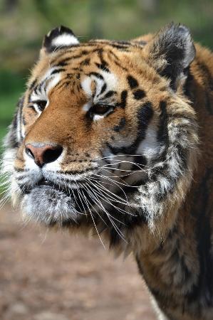 parc animalier d auvergne