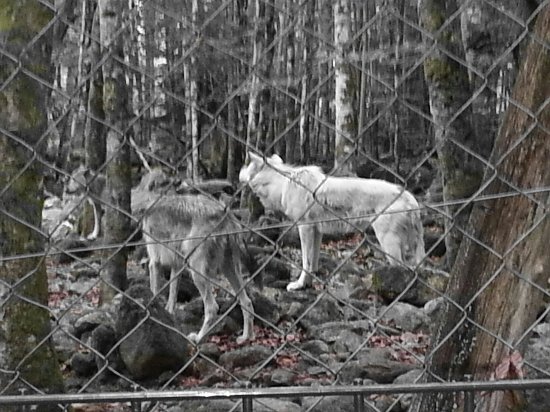 parc animalier d orlu