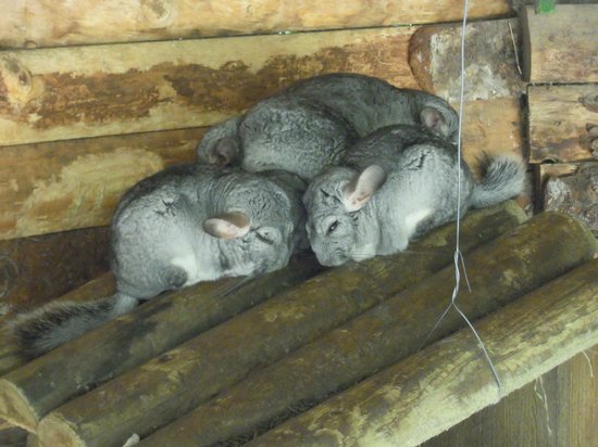 parc animalier de casteil