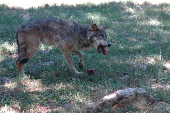 parc animalier de gramat