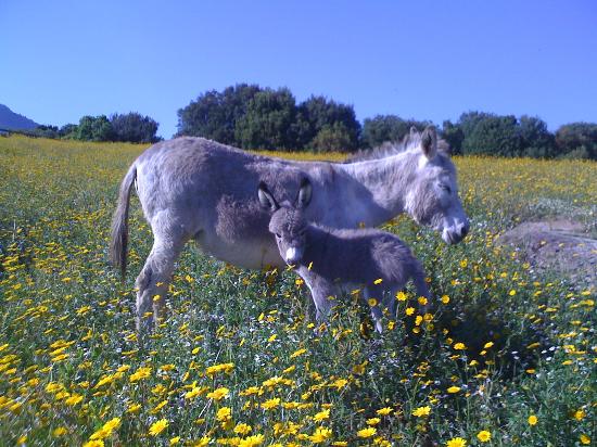 parc animalier et botanique