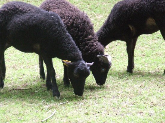 parc animalier etxola