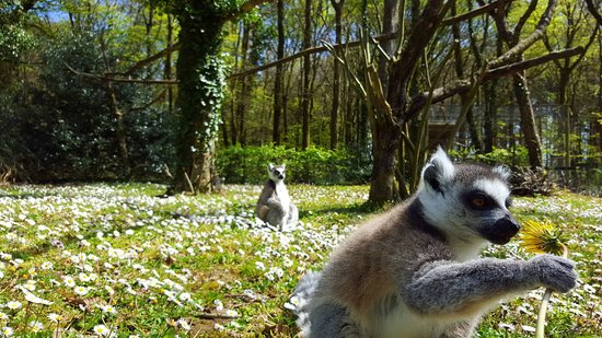 parc animalier saint