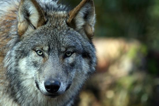 parc argonne decouverte