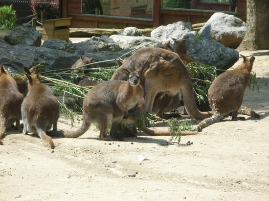 parc zoologique de maubeuge