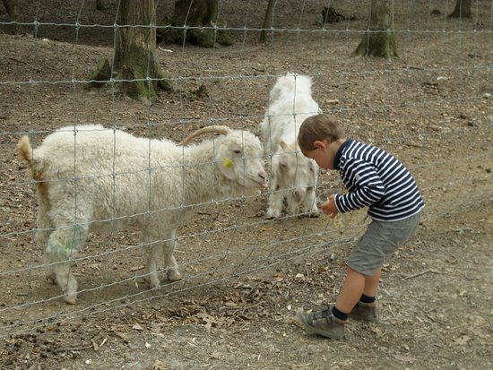 pop corn aux chevres