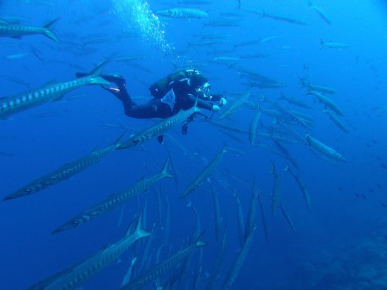 porquerolles plongee