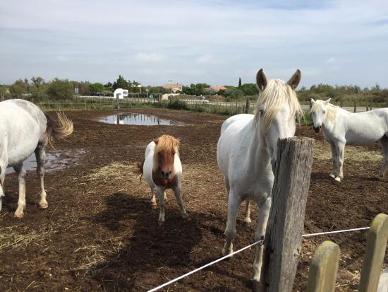 promenade a cheval de