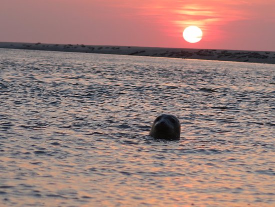 quelques phoques curieux