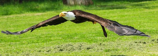 rafale pygargue a tete