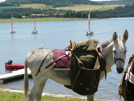 randonnees avec des anes