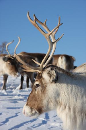 renne du parc polaire