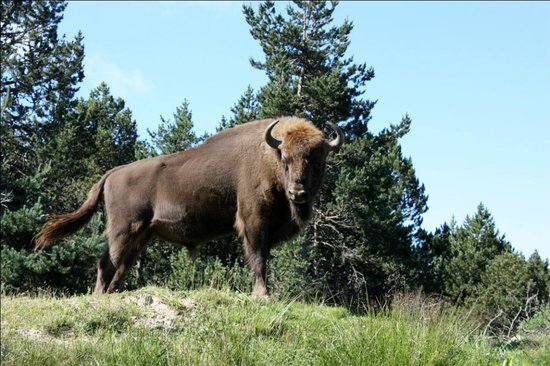 reserve bisons d europe