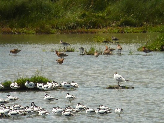 reserve naturelle marais