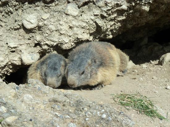 sentier des marmottes