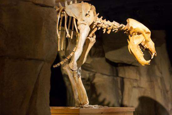 squelette reconstitue