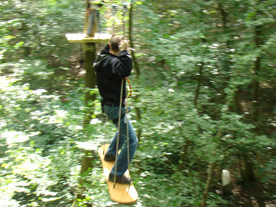 surf dans les arbres