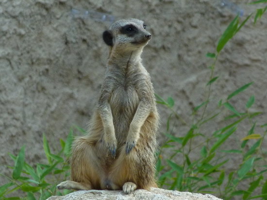 suricate