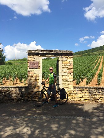 the vineyard area near