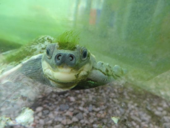 tortue a nez de cochon