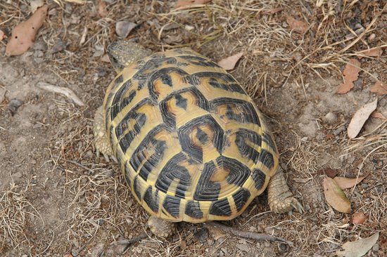 tortue d herman sauvage
