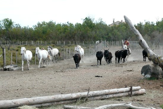 traditional camargue