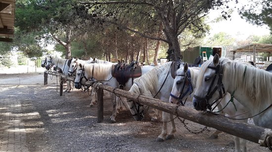 tres beaux chevaux camarguais