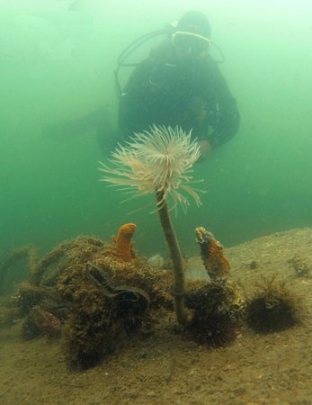 trouver l hippocampe