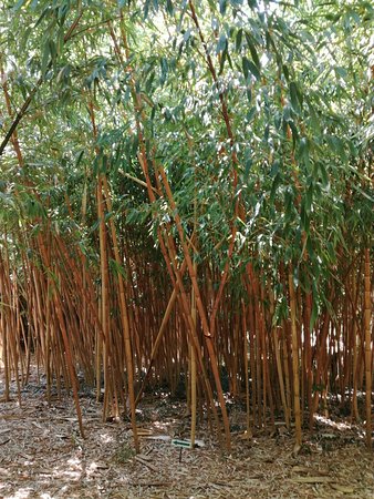 un beau jardin de bambous