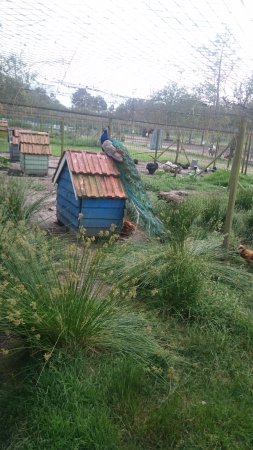 un des nombreux paons