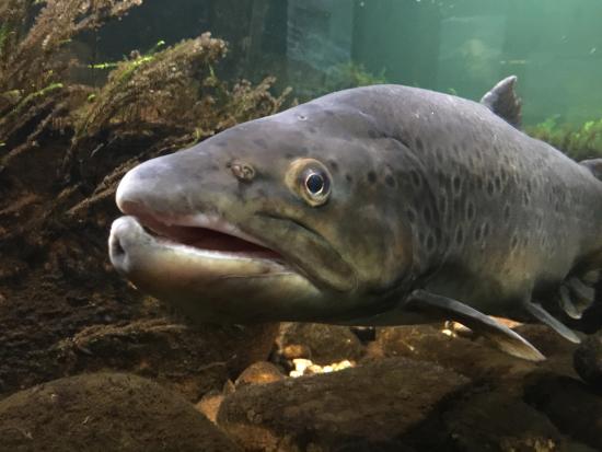 un muse tout petit de