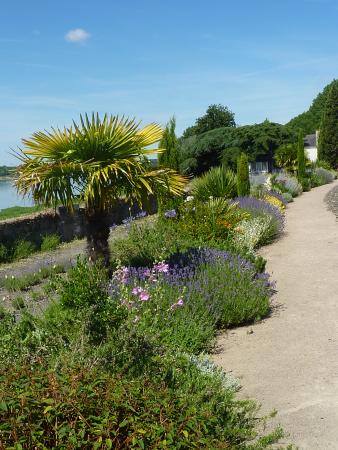 un petit palmier avec