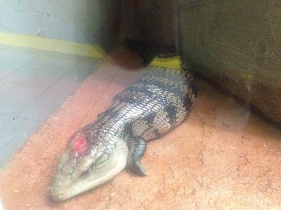 un varan dans un espace