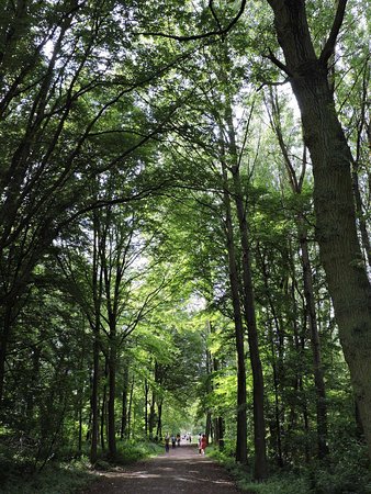 une allee forestiere