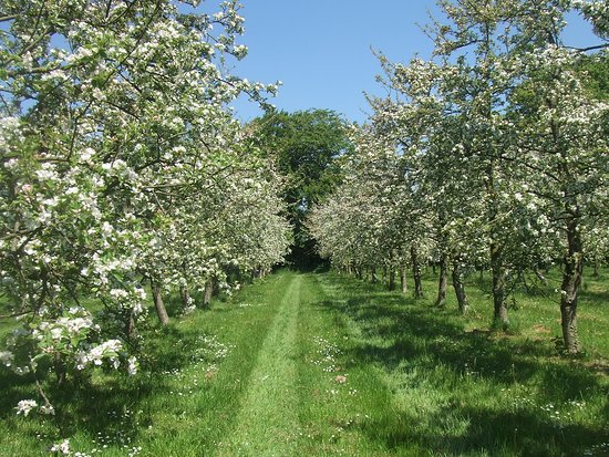 verger en fleurs de la